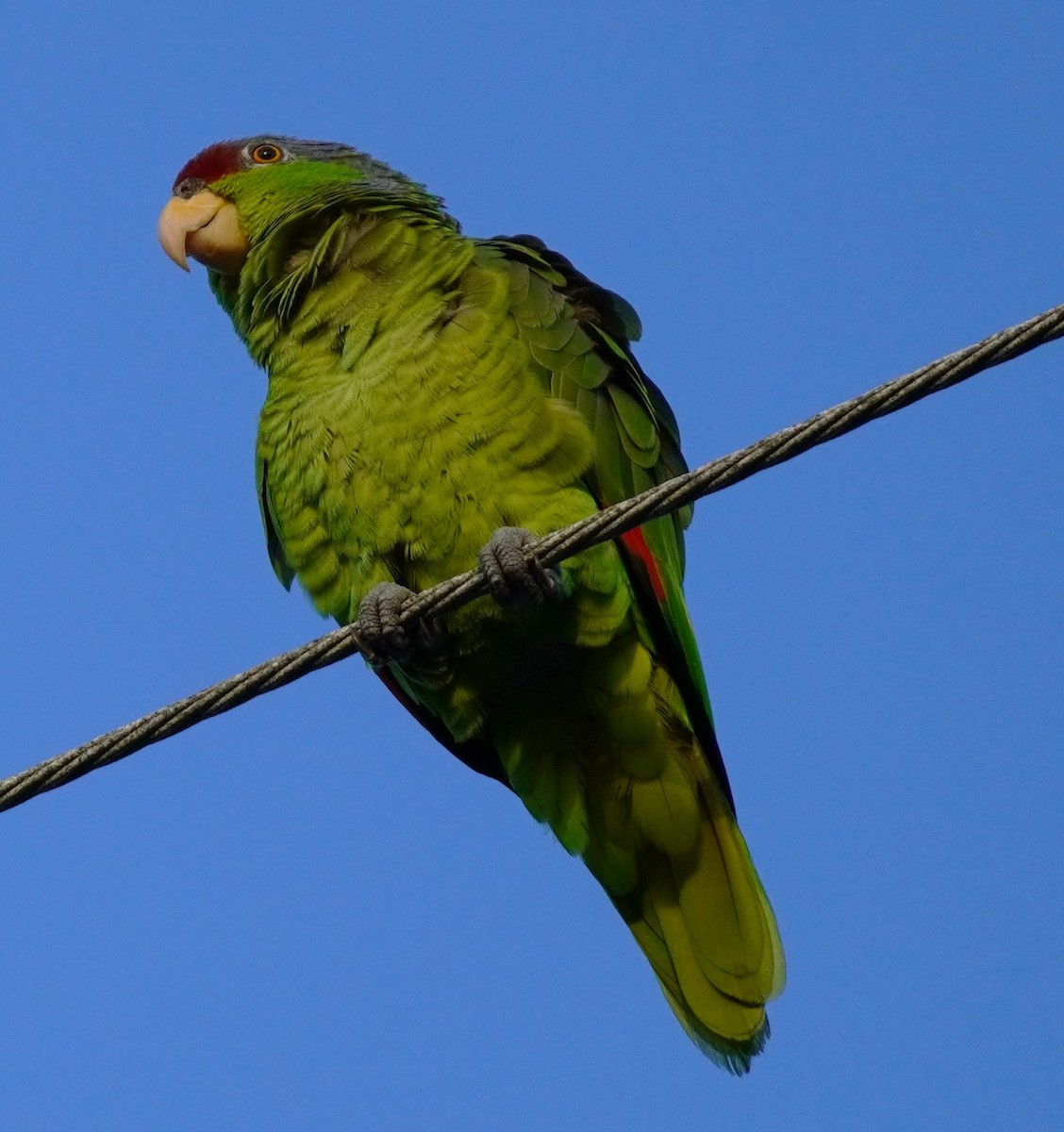 Lilac-crowned Parrot - ML620565974