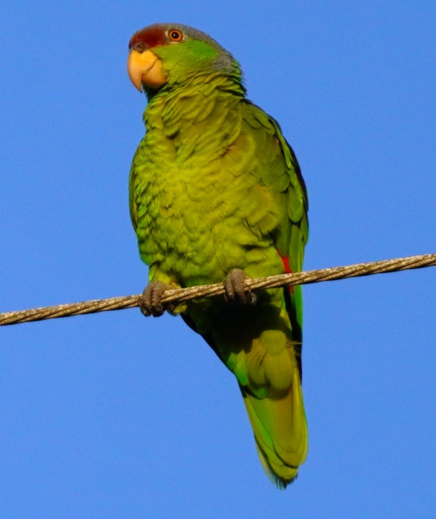 Lilac-crowned Parrot - ML620565975