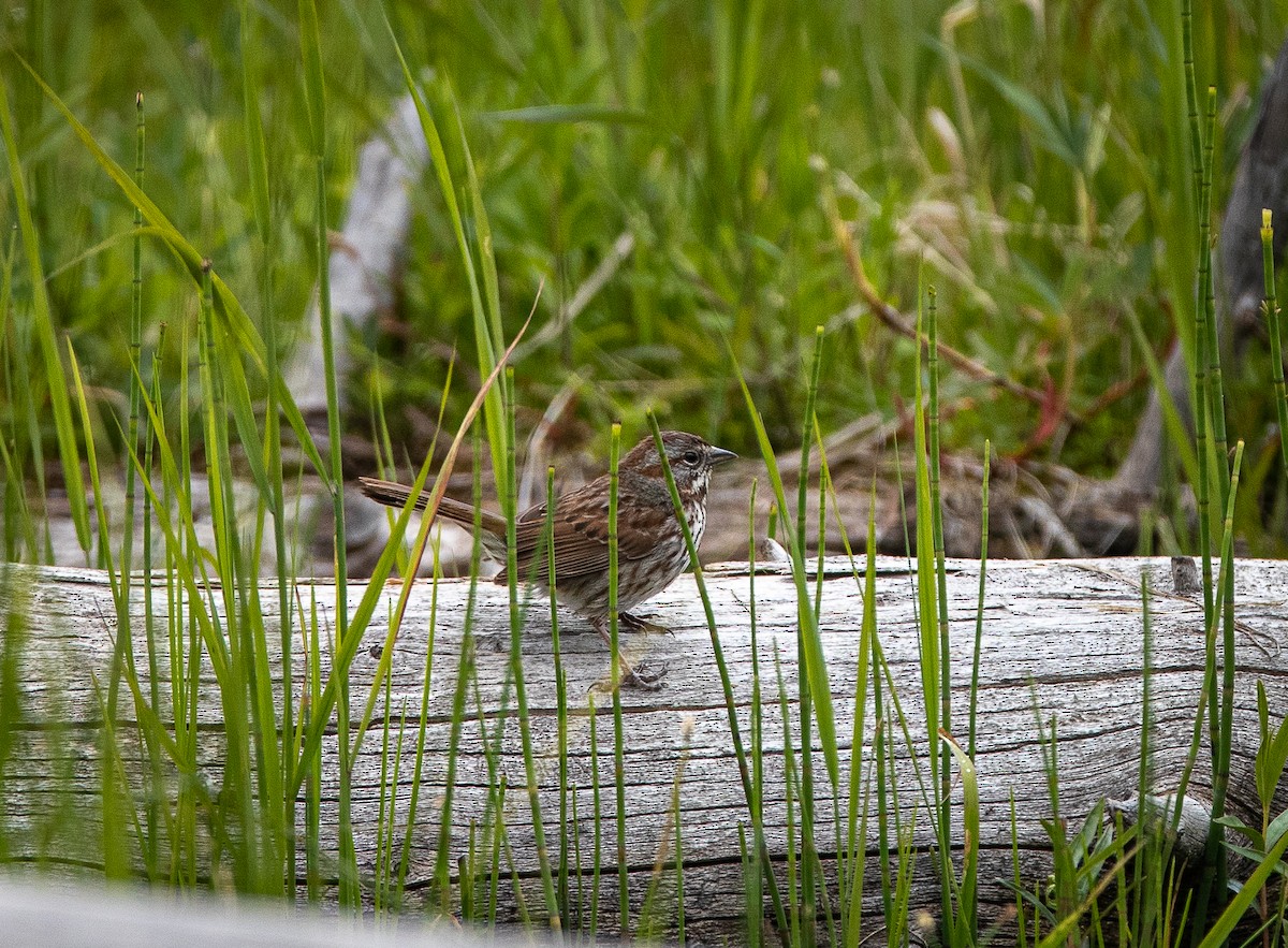 Song Sparrow - ML620565977