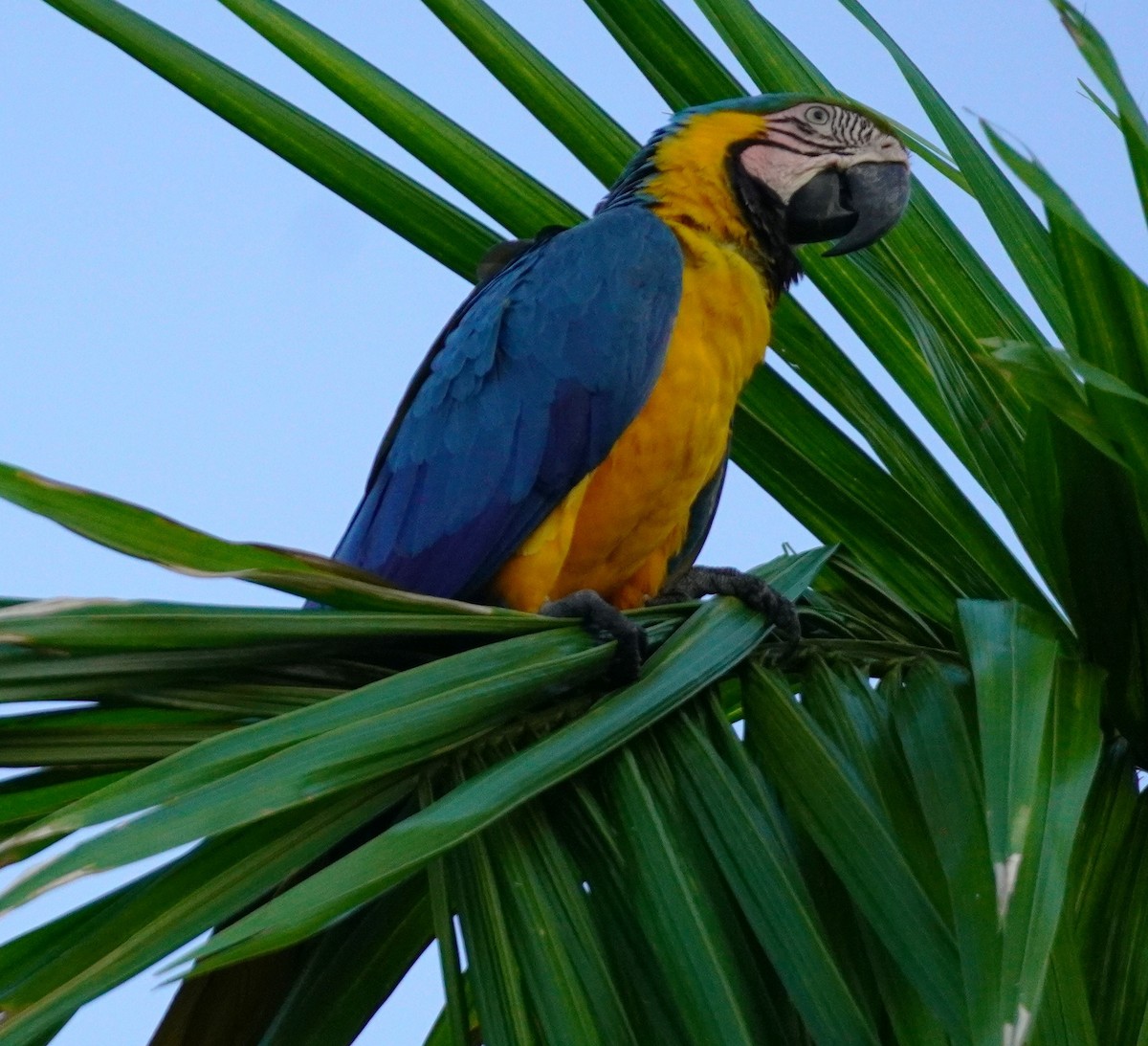 Blue-and-yellow Macaw - ML620565993