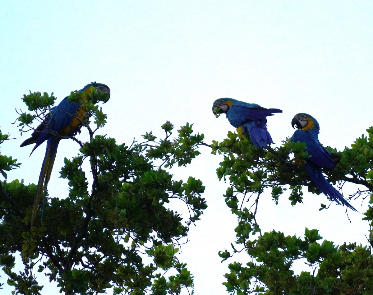 Blue-and-yellow Macaw - ML620565994