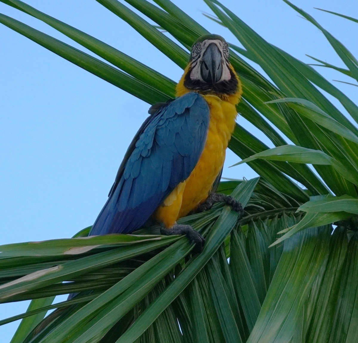 Blue-and-yellow Macaw - ML620565995