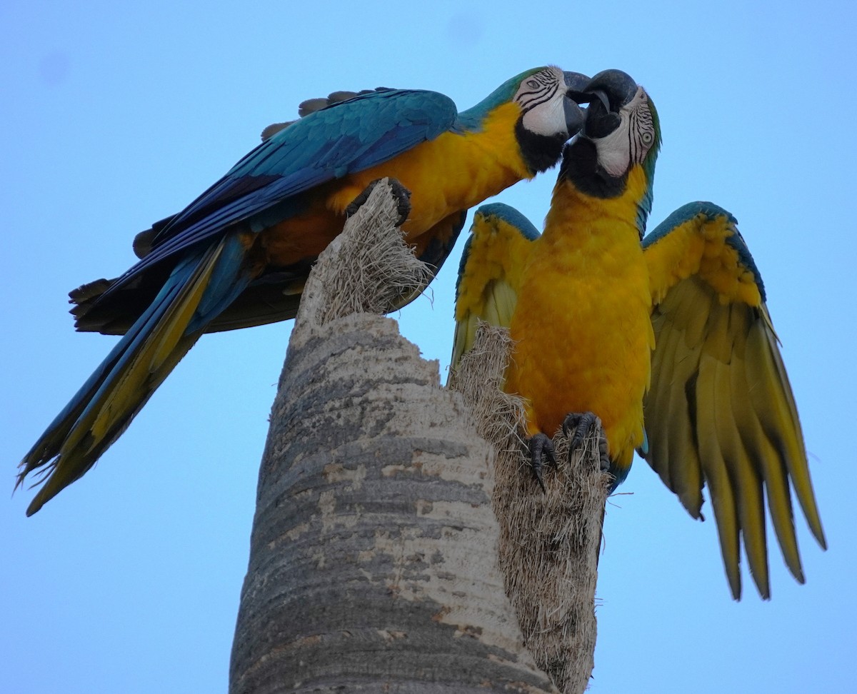 Blue-and-yellow Macaw - ML620565996