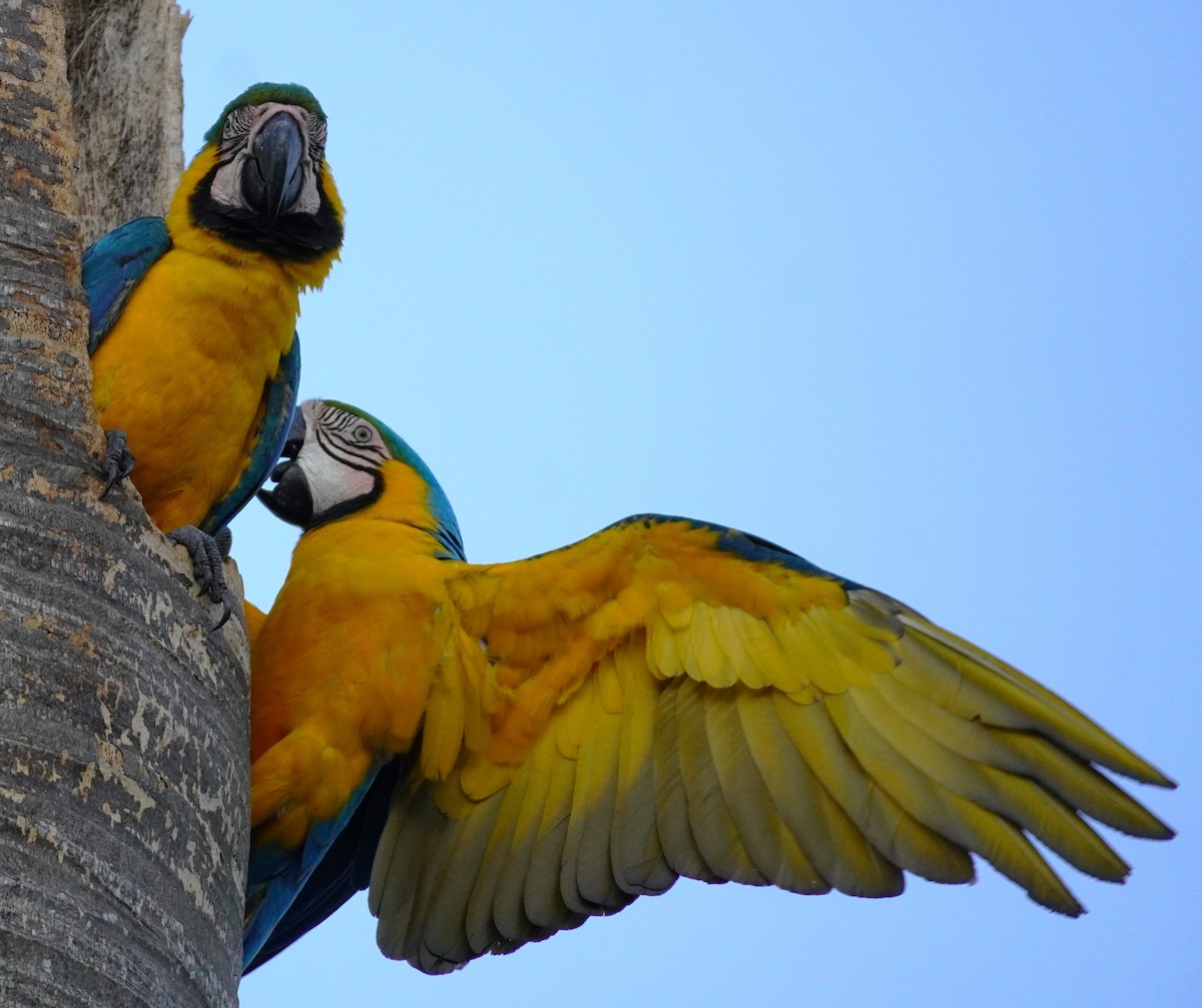 Blue-and-yellow Macaw - ML620565997