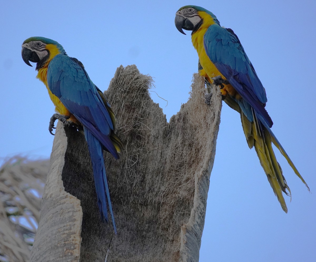 Blue-and-yellow Macaw - ML620565998