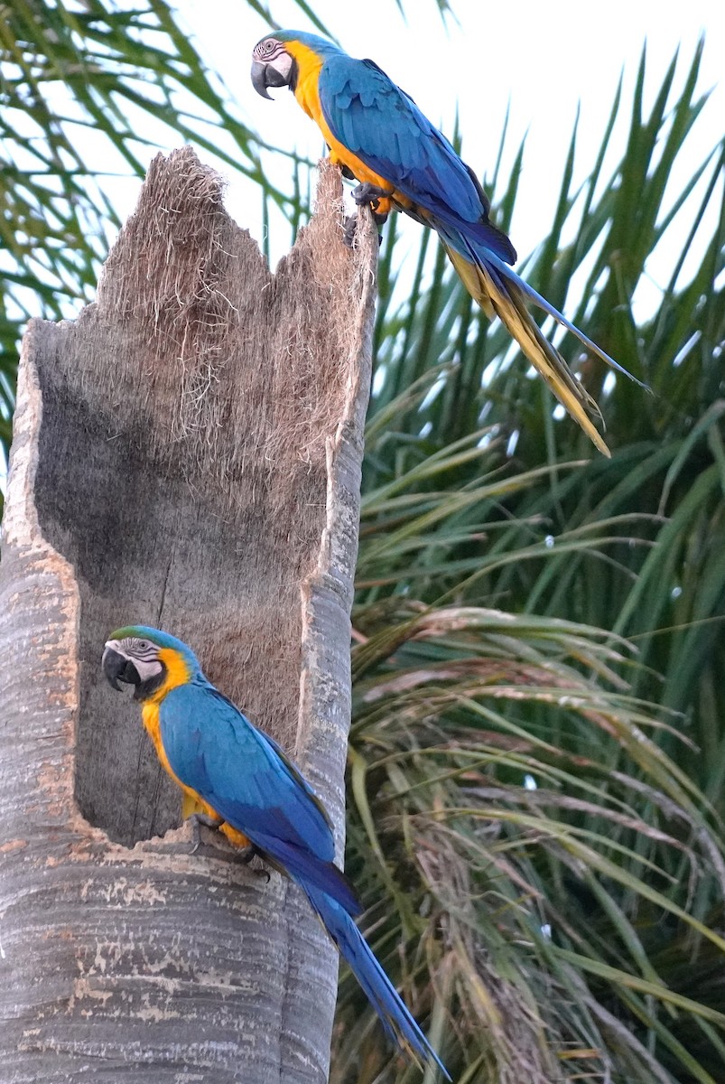 Blue-and-yellow Macaw - ML620565999