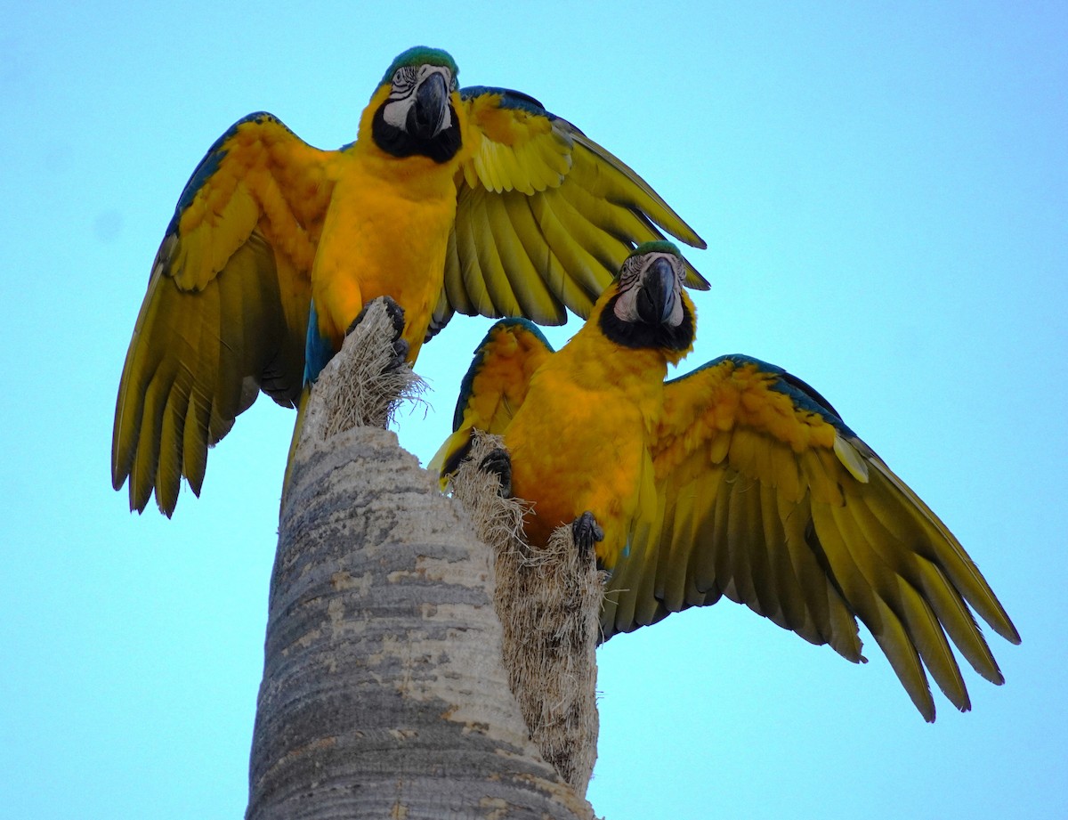 Blue-and-yellow Macaw - ML620566000
