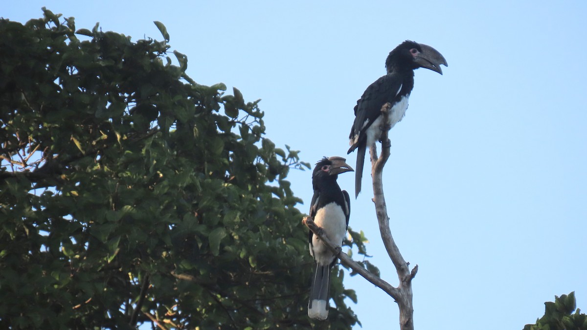 Trumpeter Hornbill - ML620566038