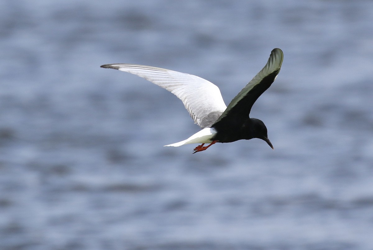 White-winged Tern - ML620566091