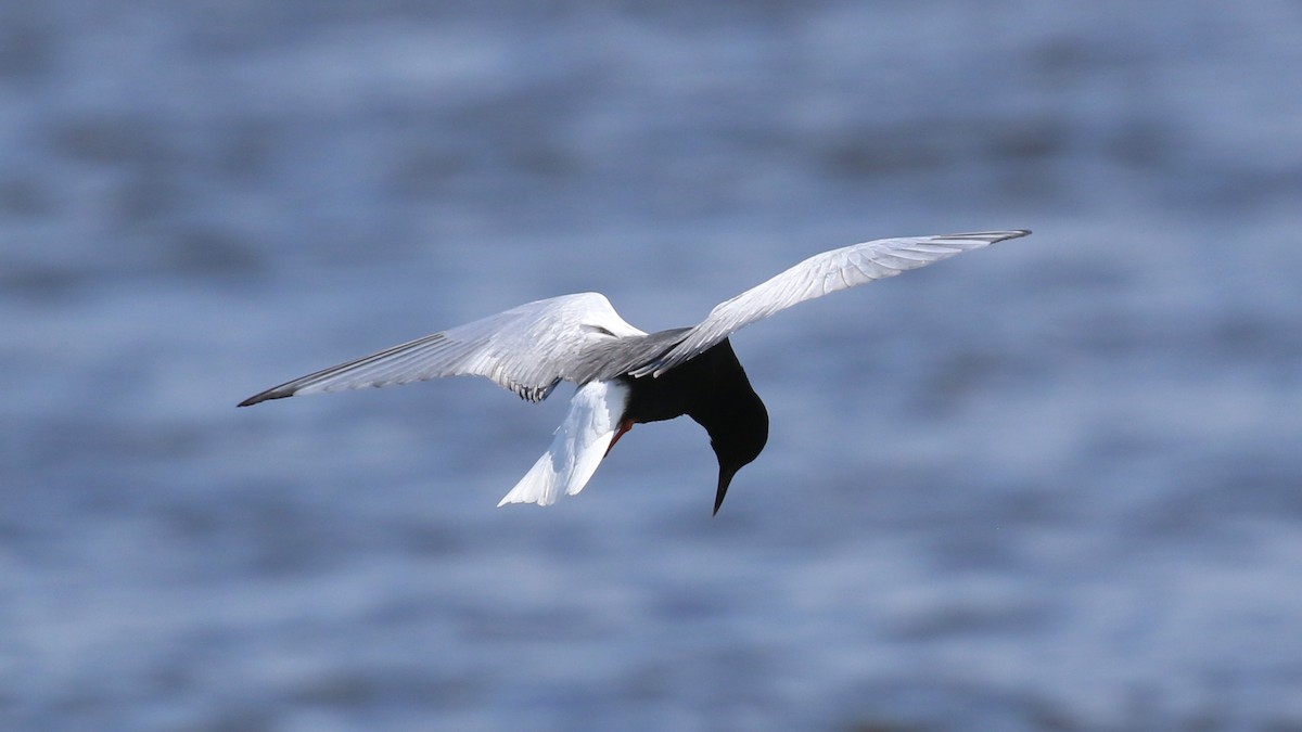 White-winged Tern - ML620566092