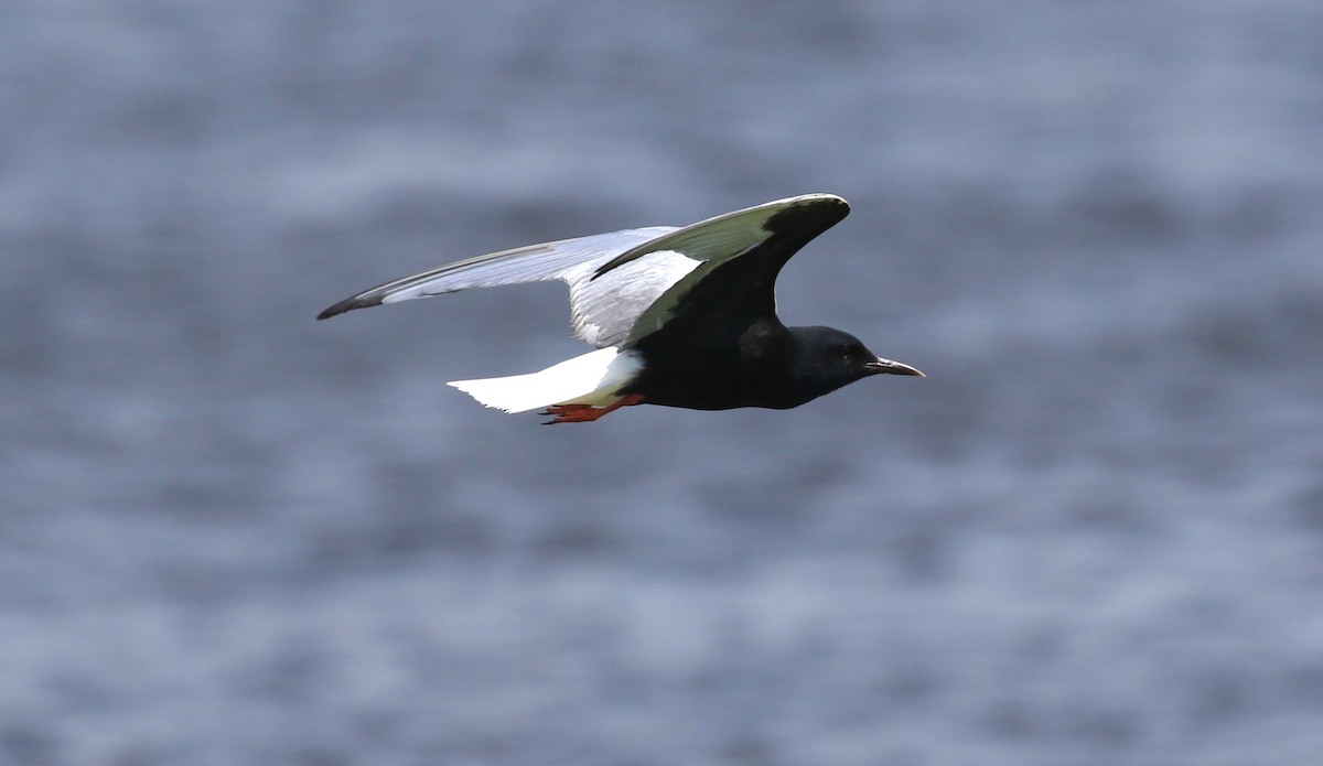 White-winged Tern - ML620566094