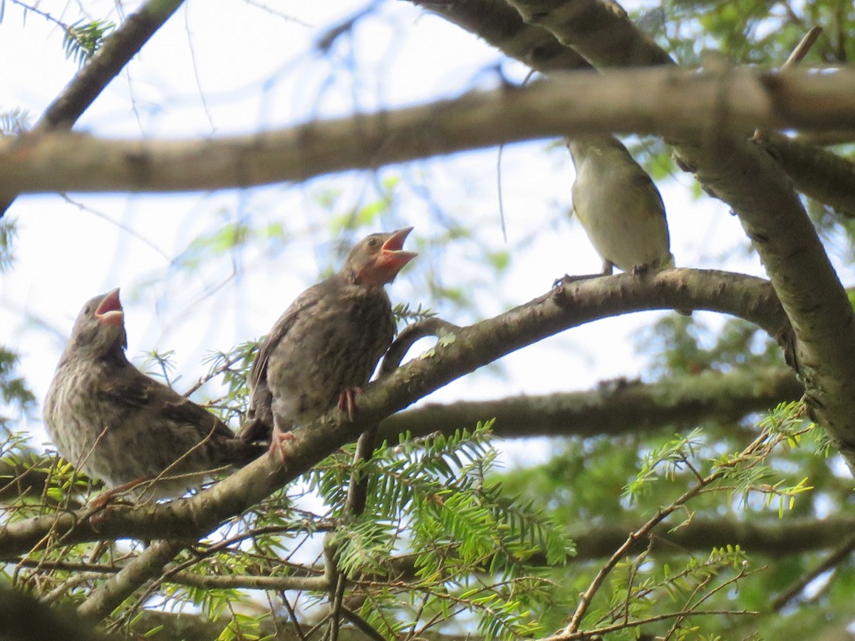 Brown-headed Cowbird - ML62056611