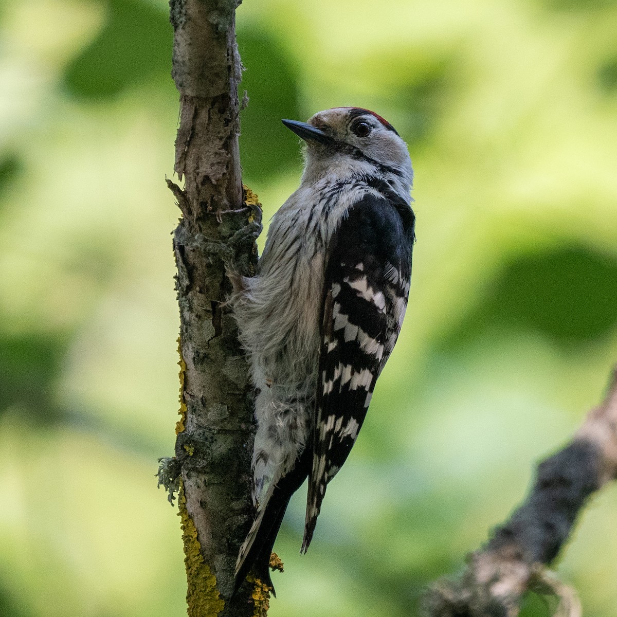 Lesser Spotted Woodpecker - ML620566112