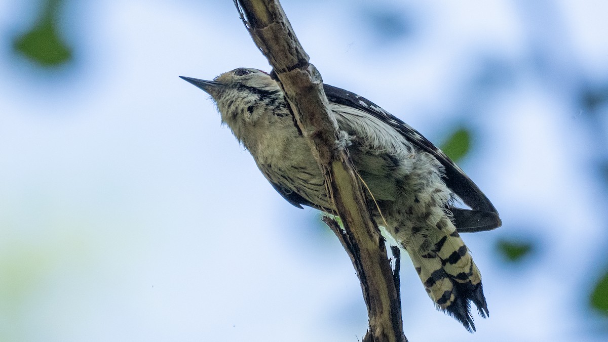 Lesser Spotted Woodpecker - Steve McInnis