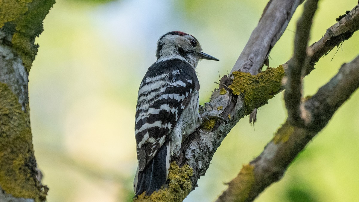 Lesser Spotted Woodpecker - ML620566114