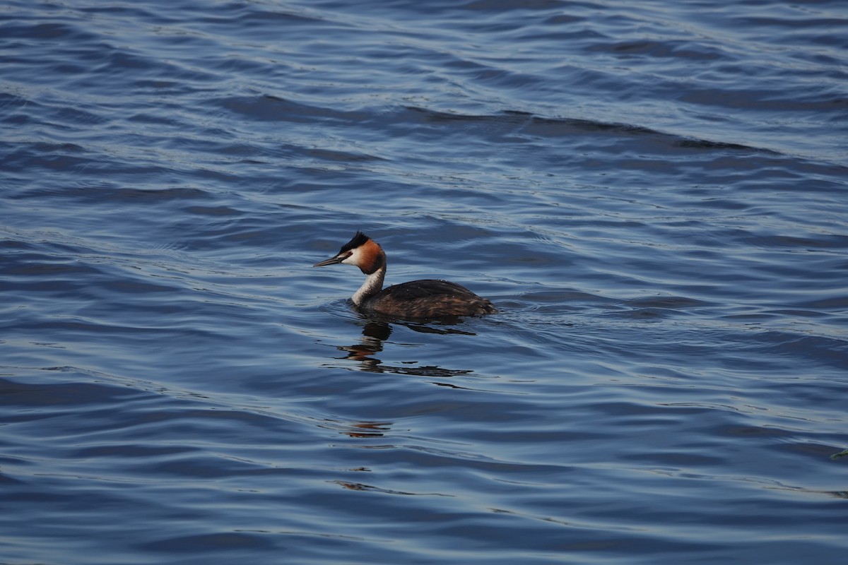 Great Crested Grebe - ML620566163