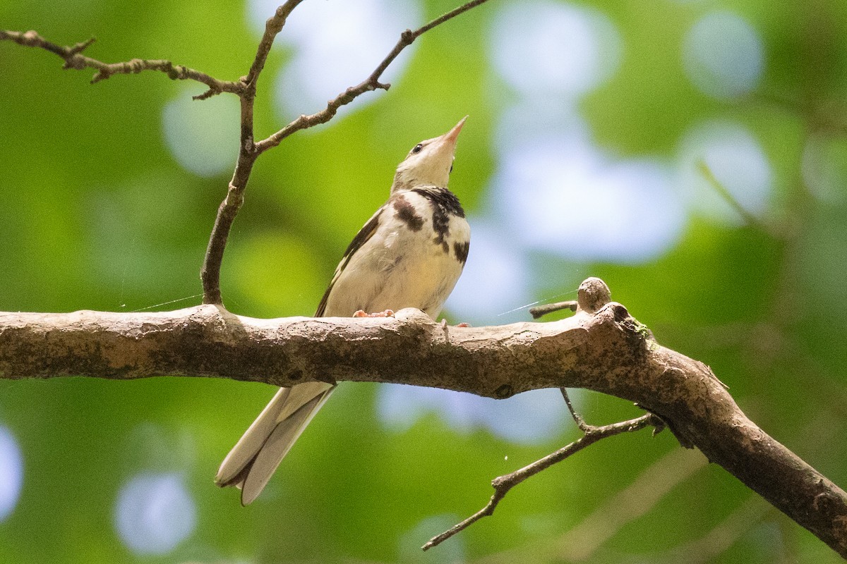 Forest Wagtail - ML620566192