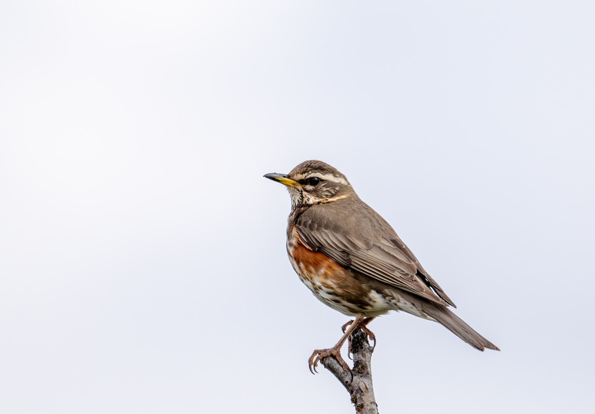 Redwing (Eurasian) - ML620566205