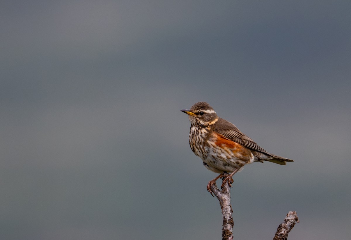 Redwing (Eurasian) - ML620566206