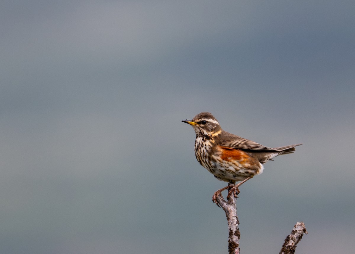 Redwing (Eurasian) - ML620566207