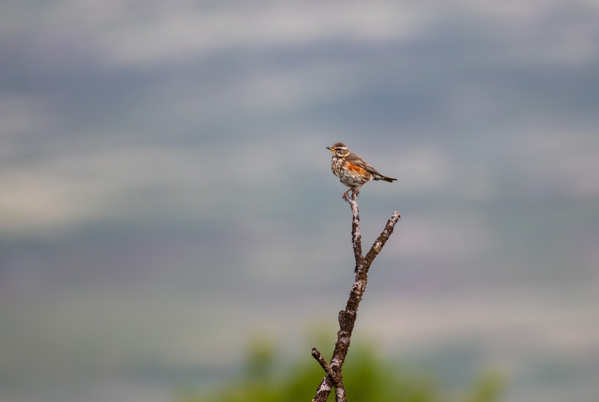 Redwing (Eurasian) - ML620566208