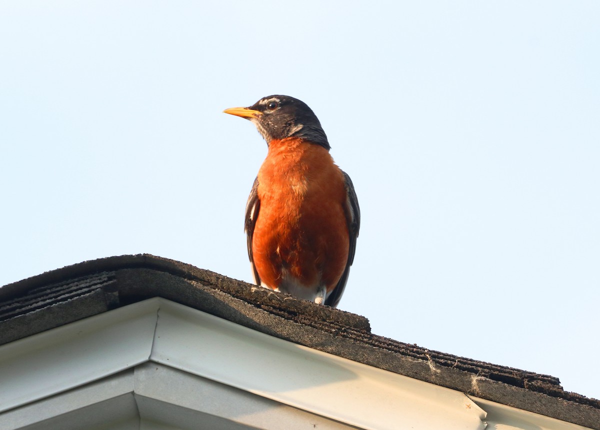 American Robin - ML620566210