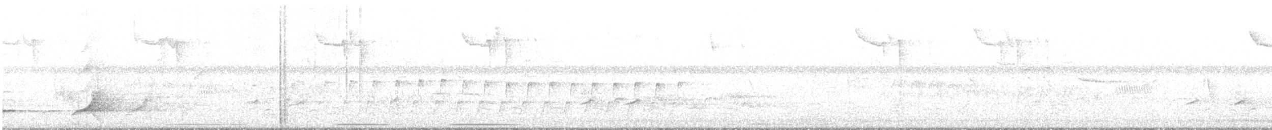 nordkrattvaktel (virginianus gr.) - ML620566211