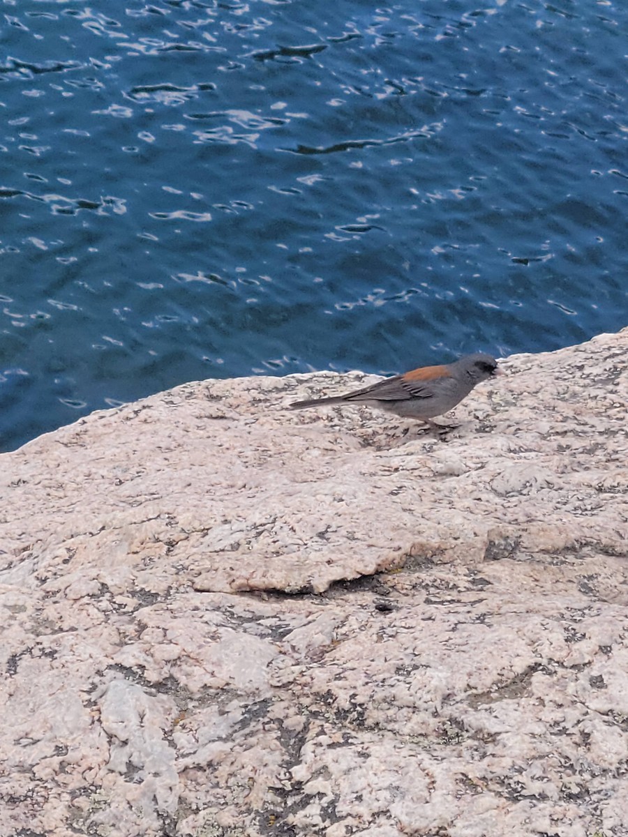 Dark-eyed Junco (Gray-headed) - ML620566262