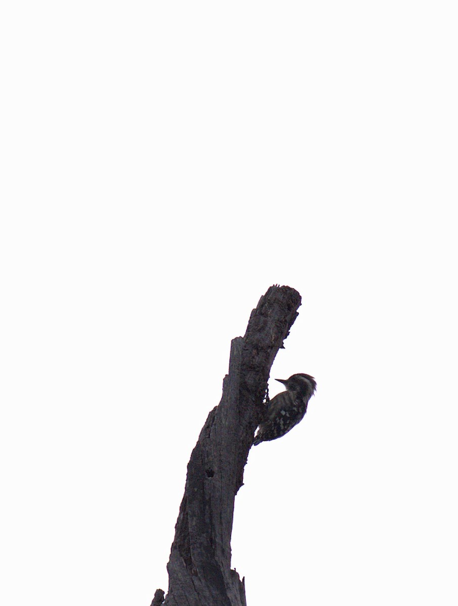 strakapoud hnědohlavý - ML620566264