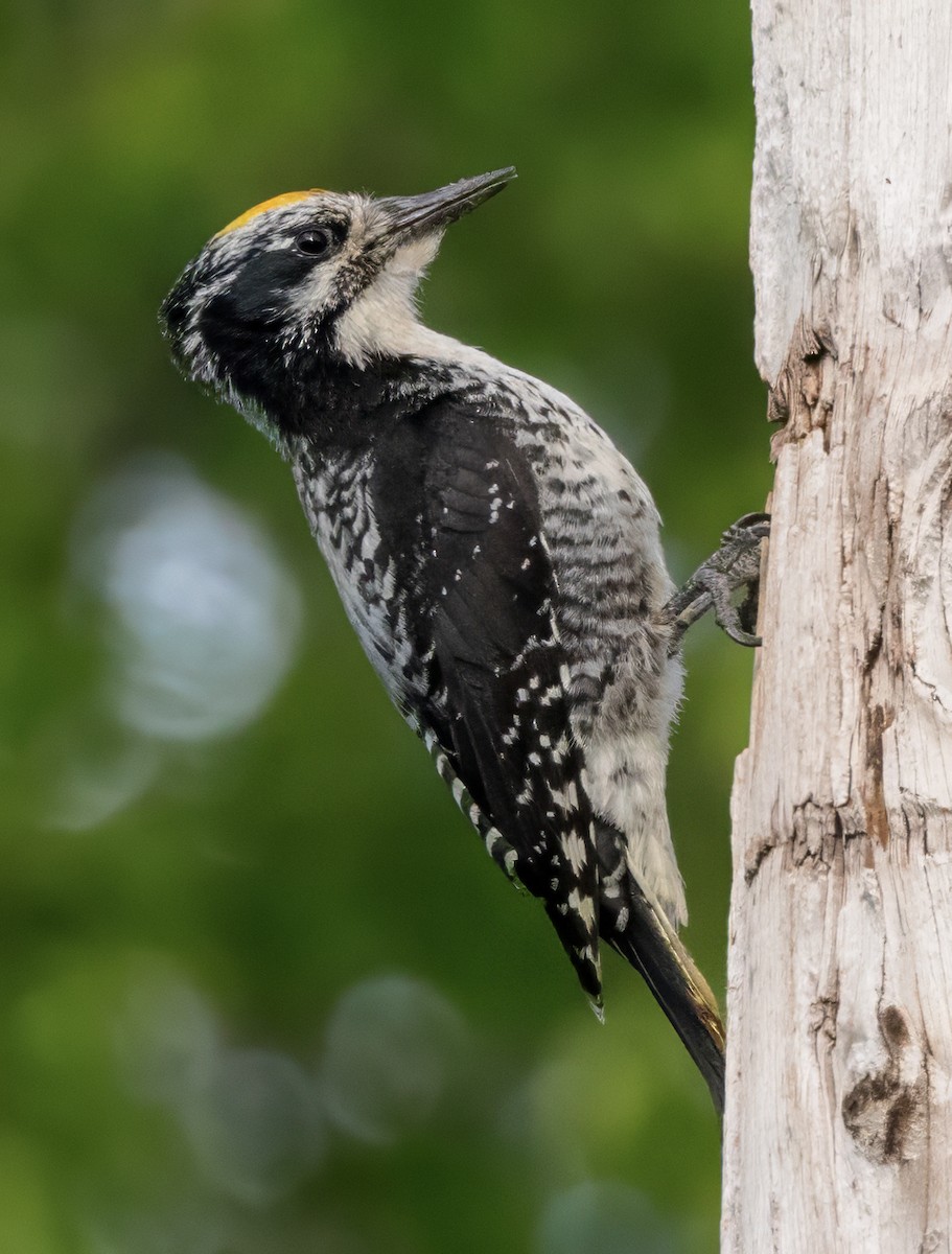 American Three-toed Woodpecker (Northwest) - ML620566273