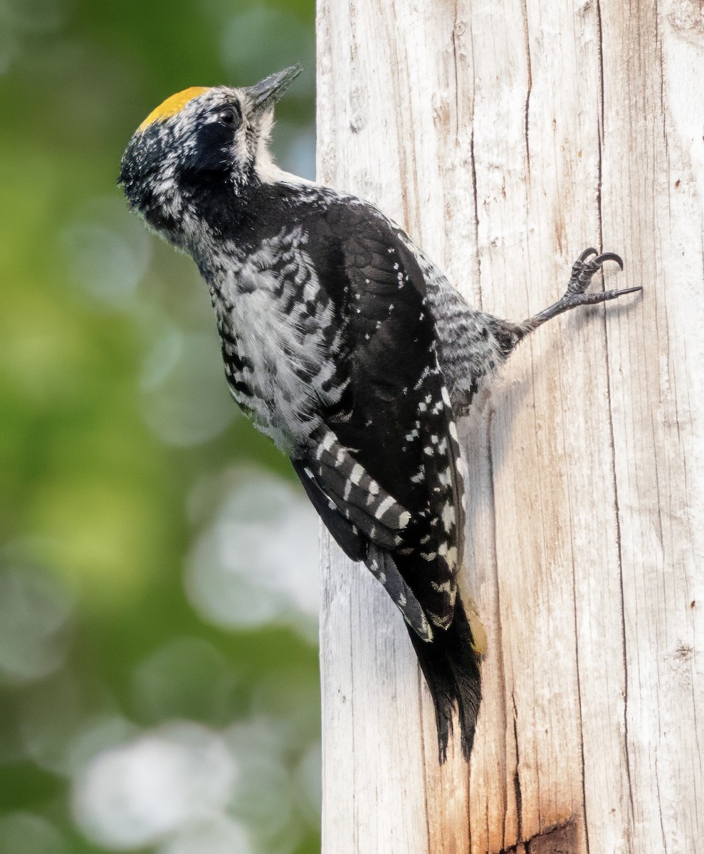 American Three-toed Woodpecker (Northwest) - ML620566274