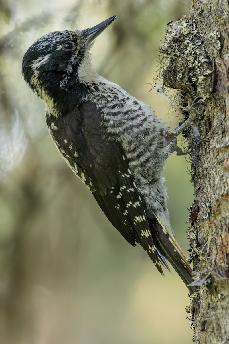 American Three-toed Woodpecker (Northwest) - ML620566275