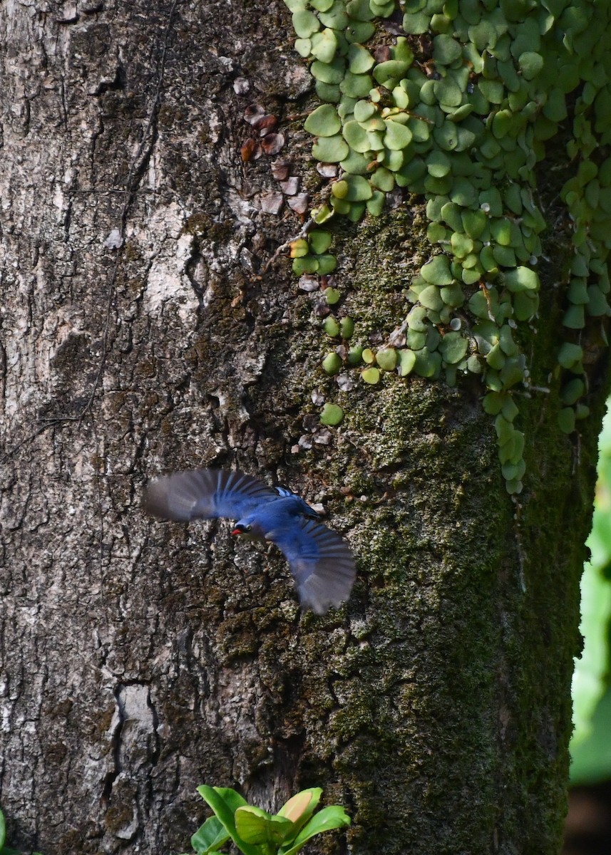Velvet-fronted Nuthatch - ML620566314