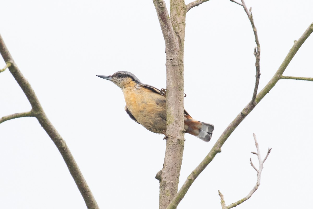 Eurasian Nuthatch (Chinese) - ML620566323