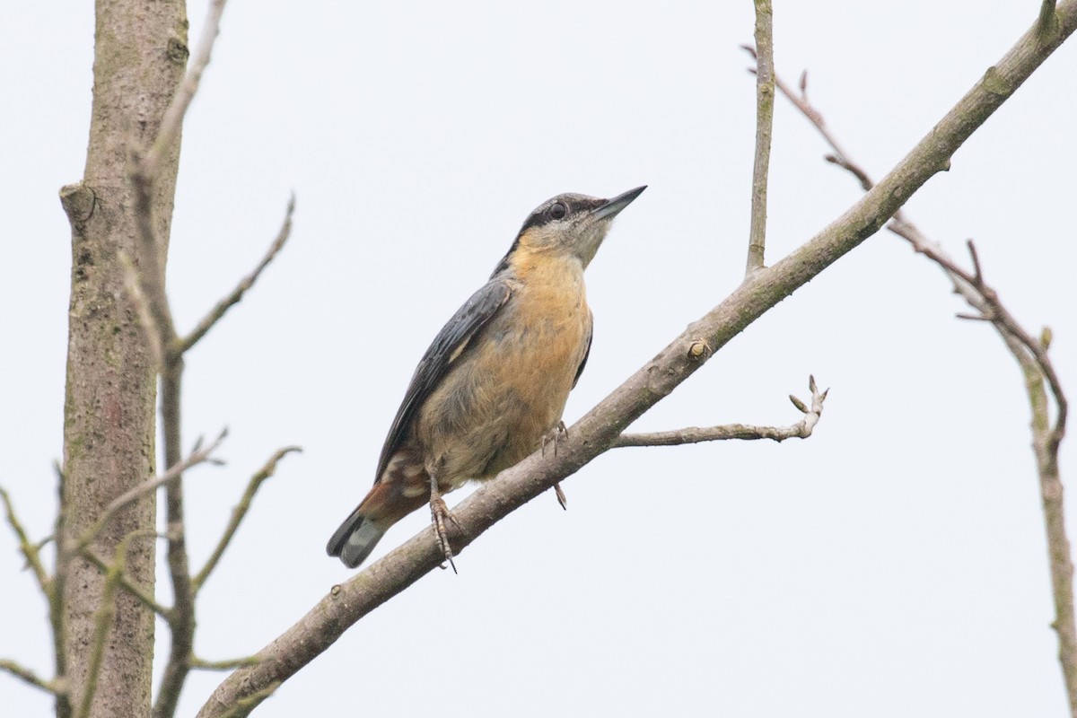 Eurasian Nuthatch (Chinese) - ML620566324