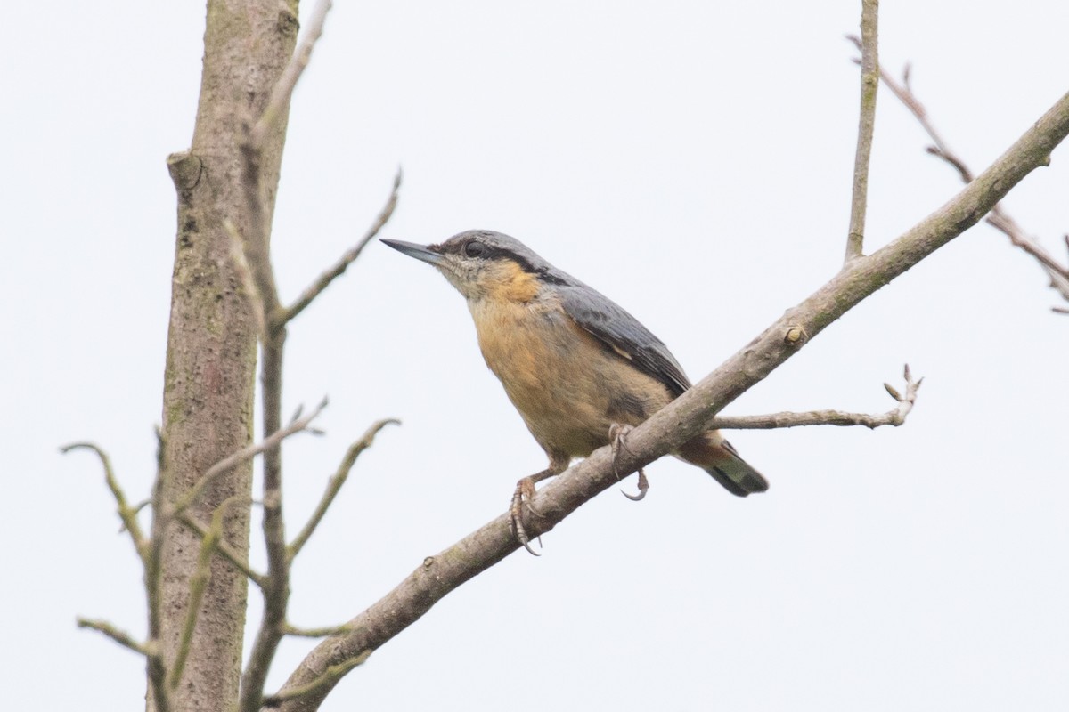 Eurasian Nuthatch (Chinese) - ML620566325