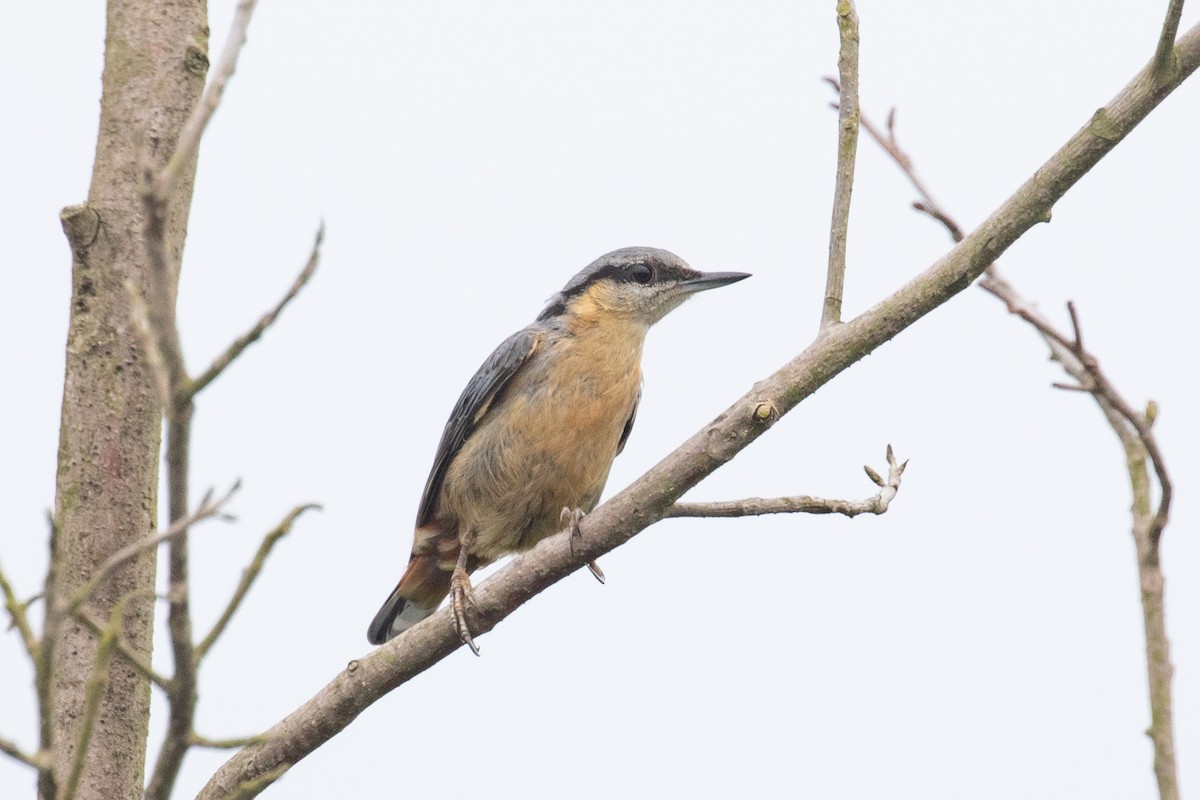 Eurasian Nuthatch (Chinese) - ML620566326