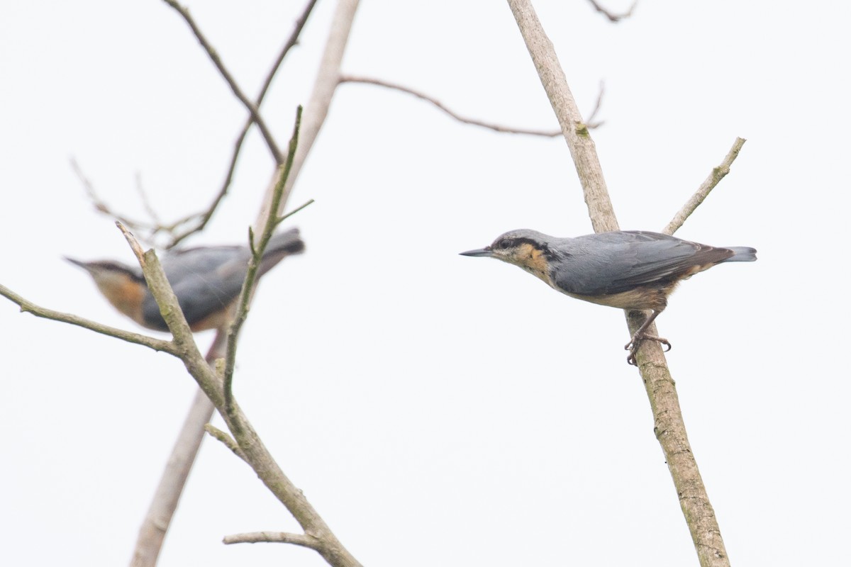 Eurasian Nuthatch (Chinese) - ML620566327
