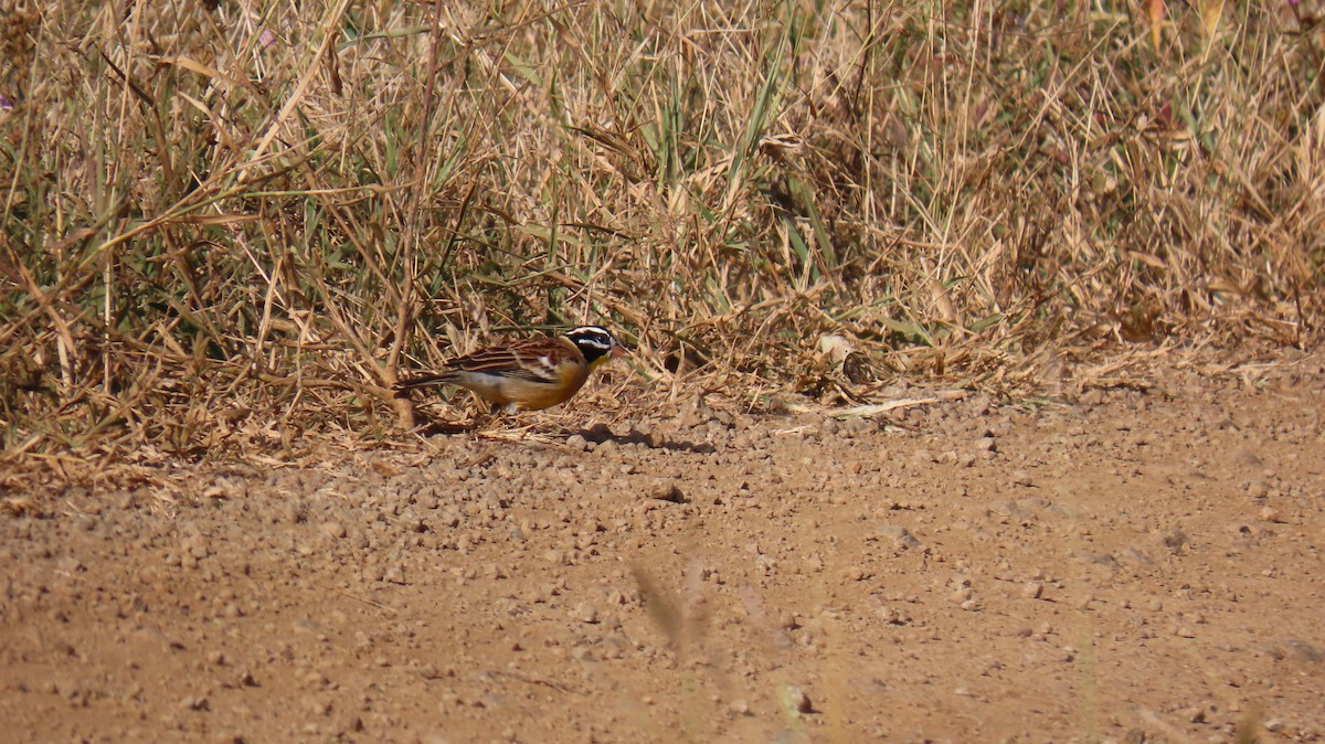 Golden-breasted Bunting - ML620566331