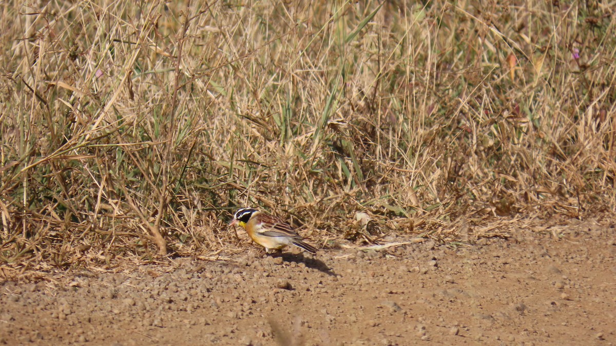 Golden-breasted Bunting - ML620566332