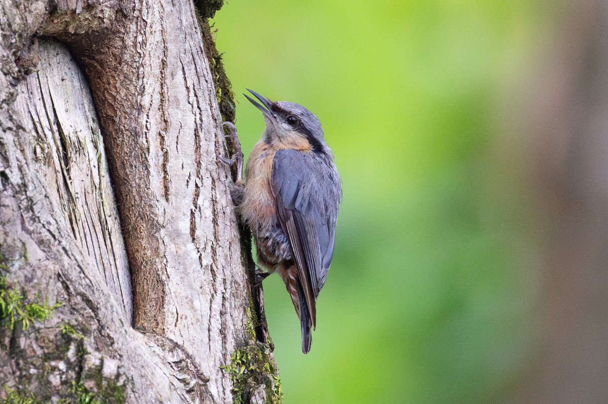 Eurasian Nuthatch (Chinese) - ML620566345