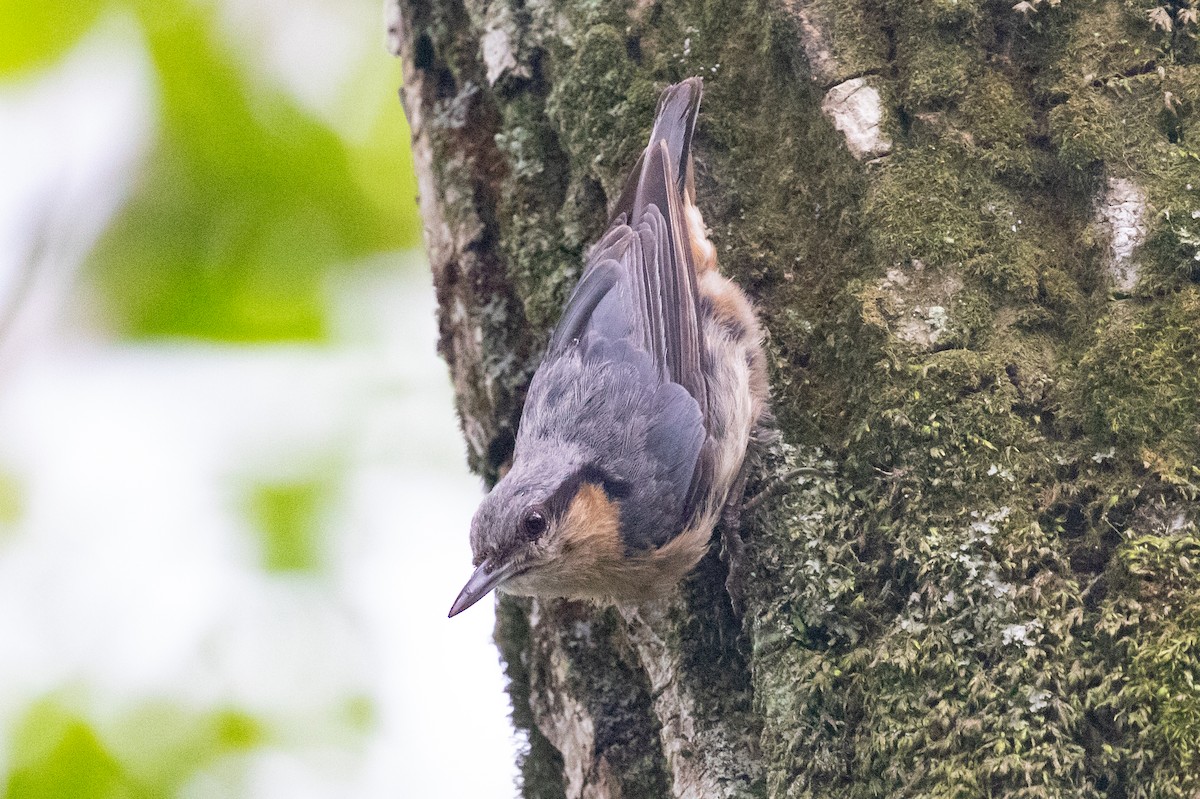 Eurasian Nuthatch (Chinese) - ML620566346
