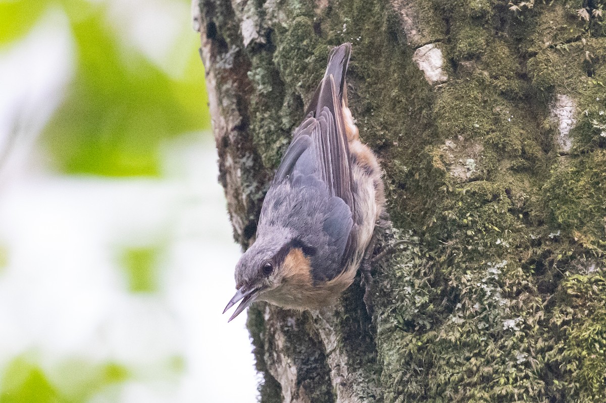 Eurasian Nuthatch (Chinese) - ML620566347