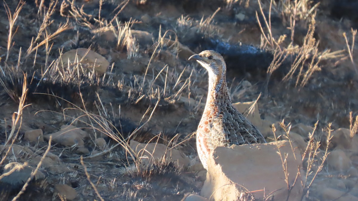 Red-winged Francolin - ML620566385