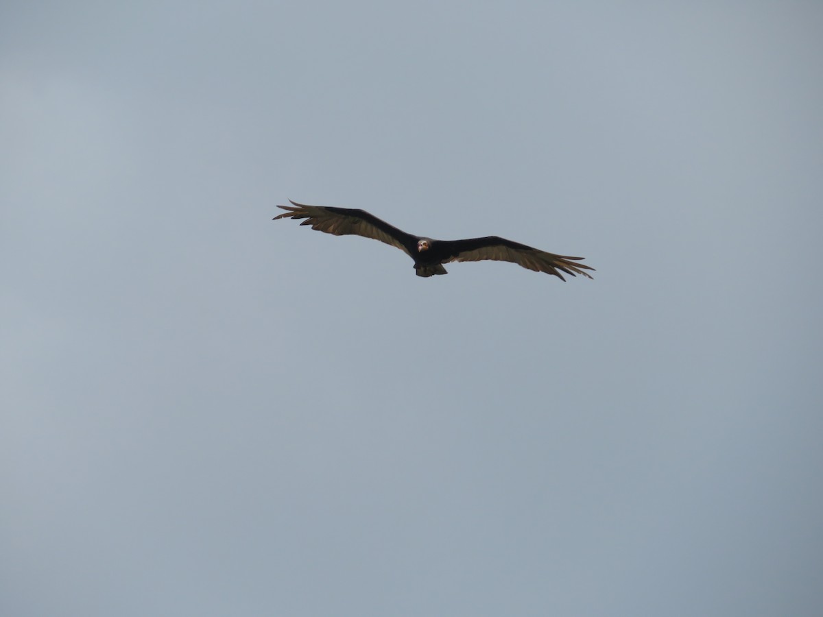 Lesser Yellow-headed Vulture - ML620566390