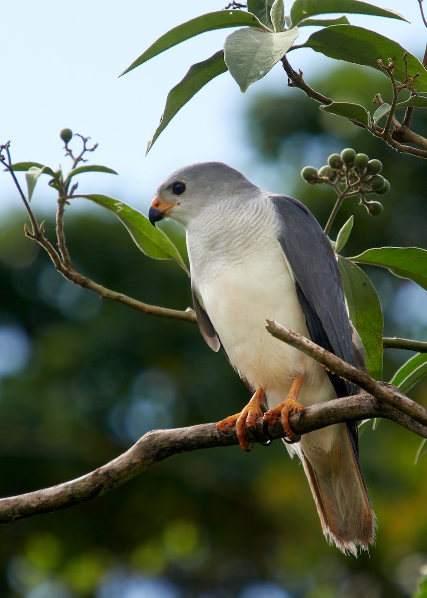 Gray Goshawk - ML620566400