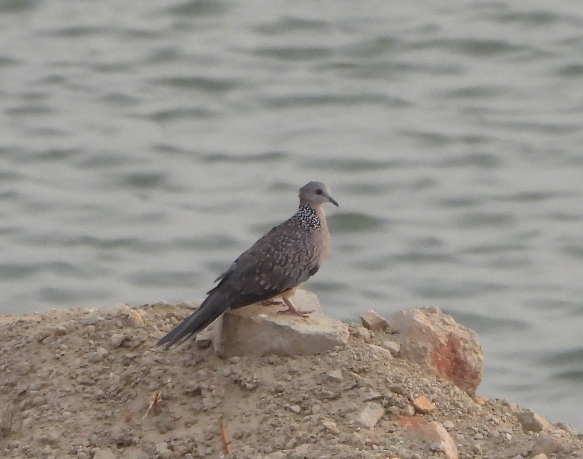 Spotted Dove - ML620566418