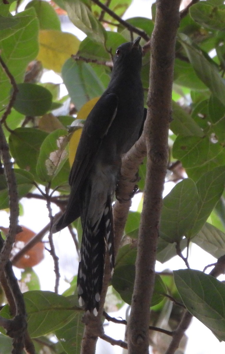 Gray-bellied Cuckoo - ML620566422