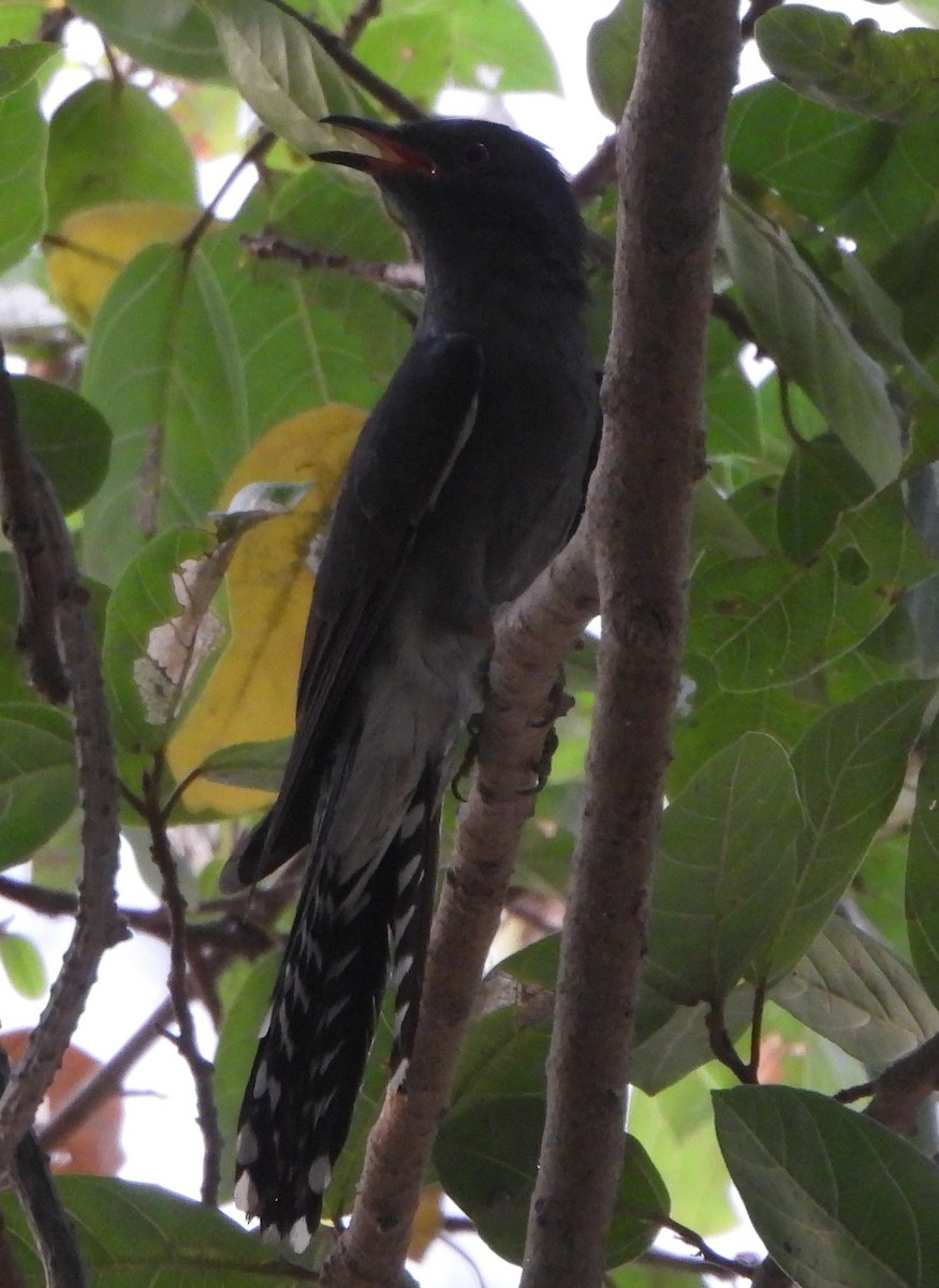 Gray-bellied Cuckoo - ML620566423