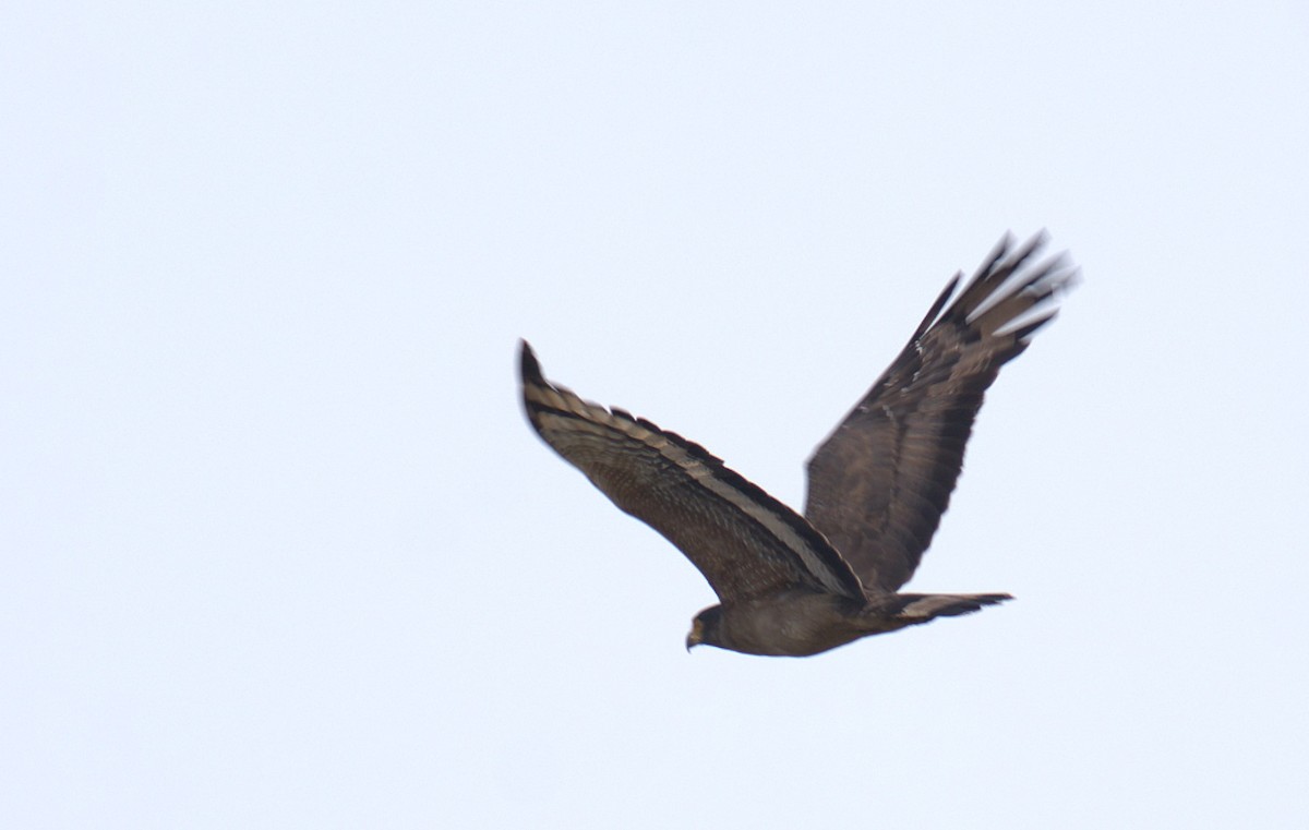 Crested Serpent-Eagle - ML620566435
